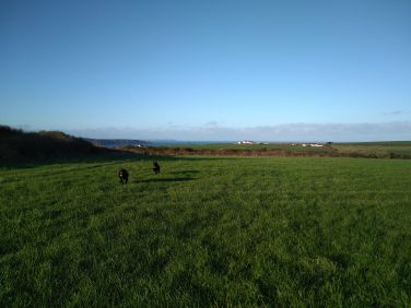 Dogs playing off-lead in one of the fields on the private estate