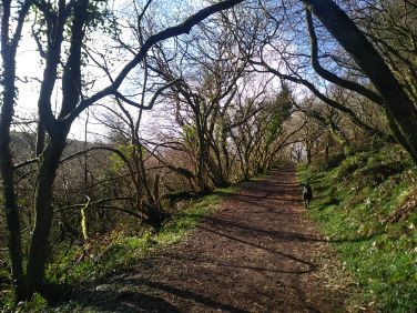 The woodland walk to the beach in Broad Haven