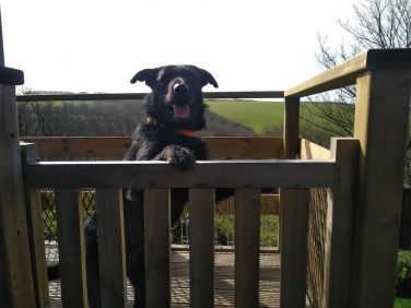 The dog friendly deck