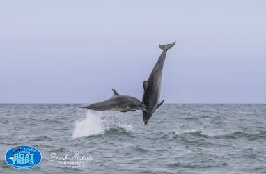 Take a Dolphin Spotting Boat Tour