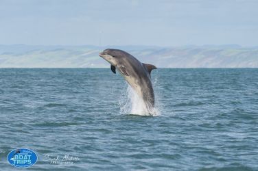 New Quay boat trips