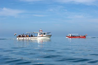 Wildlife Tours from New Quay