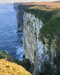 RSPB Bempton Cliffs around 30 minutes drive