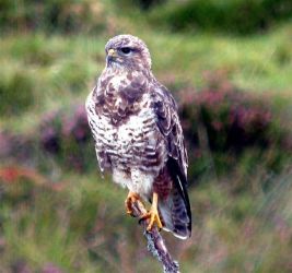 Buzzards soar above