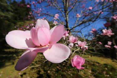 Magnolia in bloom