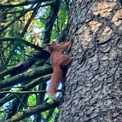 Red squirrel in the garden seen by one of our guests