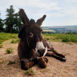 Dylan the donkey one of our cute animals you can meet at airhouses