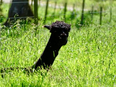 Our friendly alpacas at airhouses