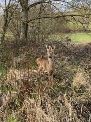 There is often a glimpse of deer from the cottage windows