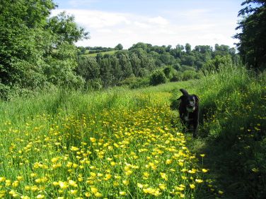 Run your dog in the exercise  field