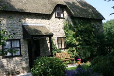 Evening sun in back garden