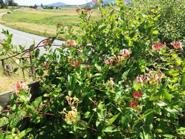 Perfumed Honeysuckle Corner in the Garden