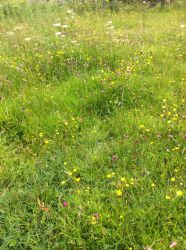 Colourful Hay Meadow outside Crepigill Cottage