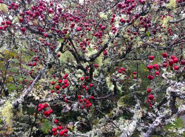 A Lichen-encrusted Hawthorn near Crepigill Cottage