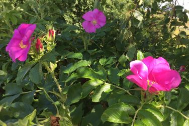 Perfumed rose at the front gate