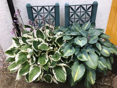 Hostas at the front door