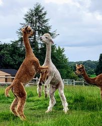 Alpaca Pod