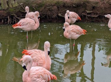 The children had a great day at the Bird Gardens Scotland, only 5miles from Chesters Lodge