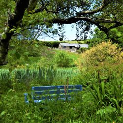 Honeysuckle overlooking the wildlife pond