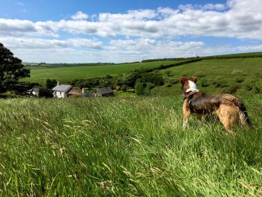 Higher valley at Dittiscombe