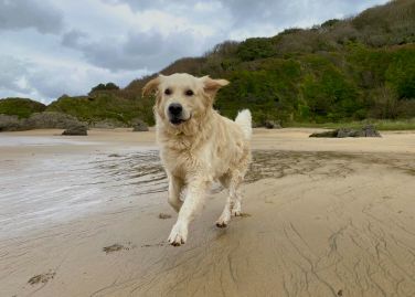 Albie enjoying one of many dog-friendly beaches nearby.