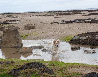 Bamburgh Beach