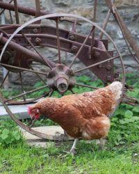 Strongate Farm Salway Ash