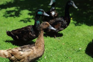 Strongate Farm Salway Ash