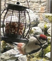 Greater spotted woodpecker feeding at the kitchen window