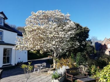 Springtime blossom