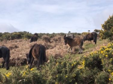 Dartmoor Ponies