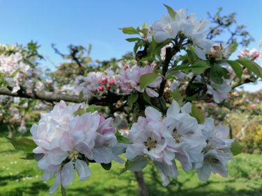 Orchard