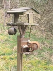 Resident squirrel