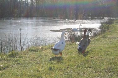 Glan Clwyd Isa - wildfowl