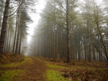 West Bilney woods, located close by for walks