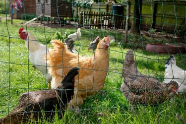 The chickens who you can collect freshly laid eggs from.