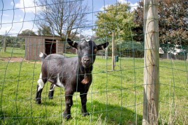We have two pygmy goats for you to visit.