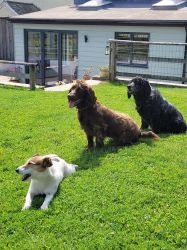 Dogs are very welcome.