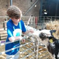 You are welcome to arrange a convenient time to help feed the calves. We normally have some.