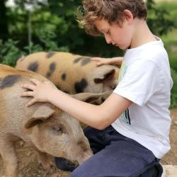 We sometimes have pigs you can meet.