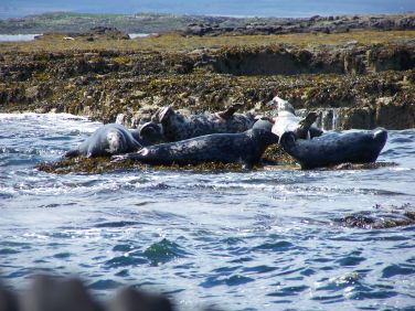 Farne Island wildlife up close