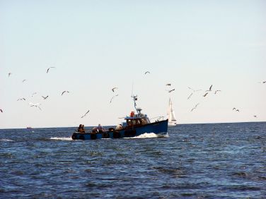 Fishing trips are available from Seahouses harbour