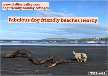 Lots of local dog friendly beaches