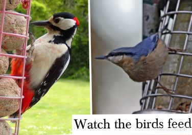 Watch local birds feed