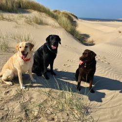 3 owners dogs at nearby Poppit  Sands