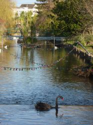 Dawlish Brook in centre of town