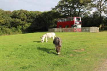 Free roaming Alpacas and Donkeys