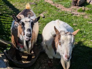 Goats - Socks & Shoes