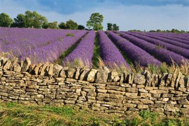 Cotswold Lavender, Snowshill