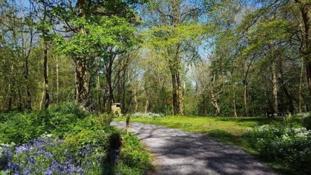 Picnic, enjoy the spring flowers and forage for wild garlic in this nearby Red squirrel woodland